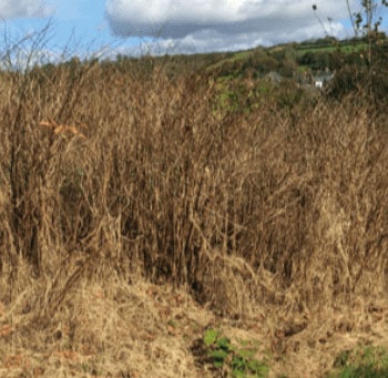 Remove Knotweed South Wales