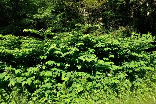 Is Knotweed Poisonous to Dogs, Cats and Humans?