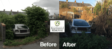 Knotweed Removal company Powys