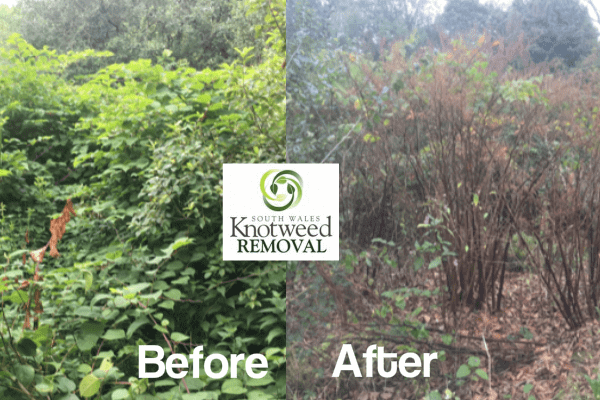 knotweed removal Swansea before and after