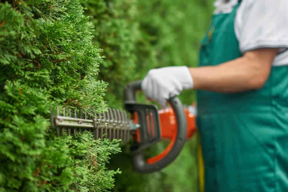 Tree Services in Carmarthen