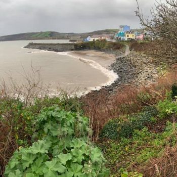 Knotweed removal New Quay, Ceredigion