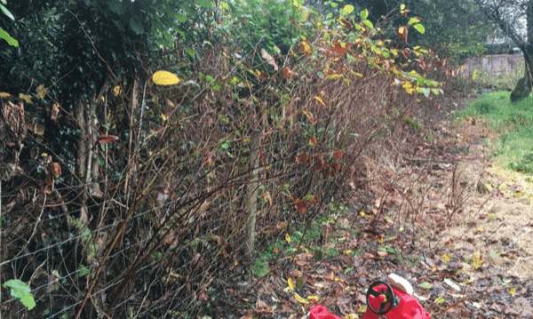 Knotweed removal Gloucester
