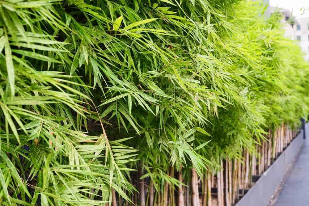 Bamboo In Bristol | Green Leaf Remediation