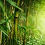 Bamboo in The Forest of Dean
