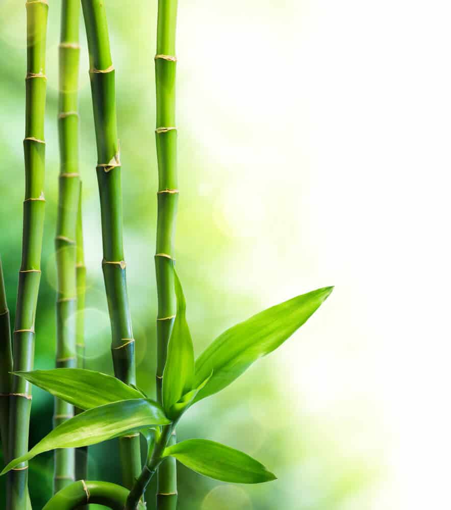 Bamboo in Brecon