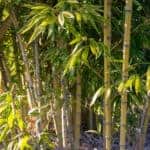 Bamboo in Chippenham