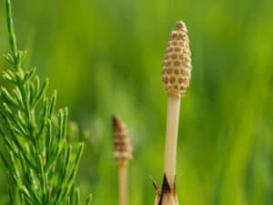 Horsetail Weed