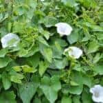 The Plant Bindweed Calystegia Sepium Grows in The Wild