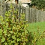 Japanese-Knotweed At Your Property