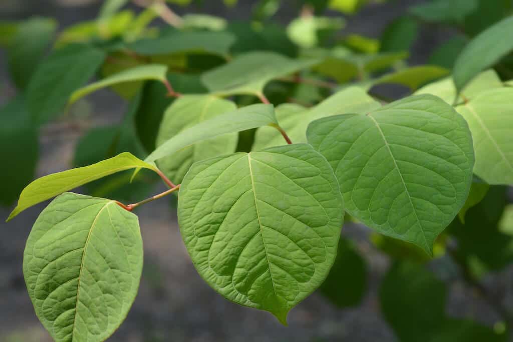 Legal Rights Japanese Knotweed